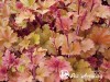 Alūnė ,Amberosus' (lot. Heuchera)